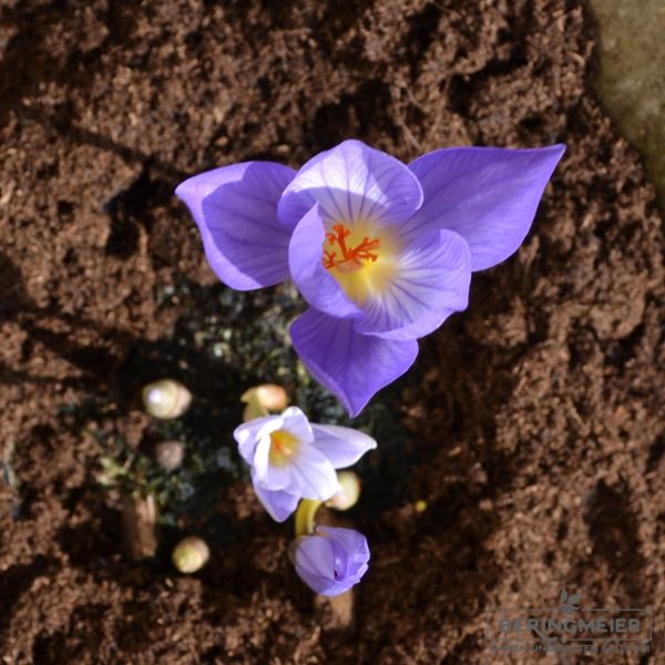 Crocus Botanische speciosus Cassiope 1