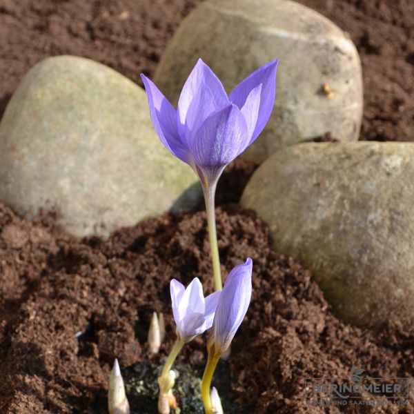Crocus Botanische speciosus Cassiope 2