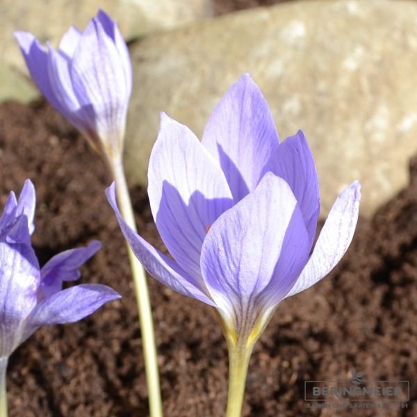 Crocus Botanische speciosus 2