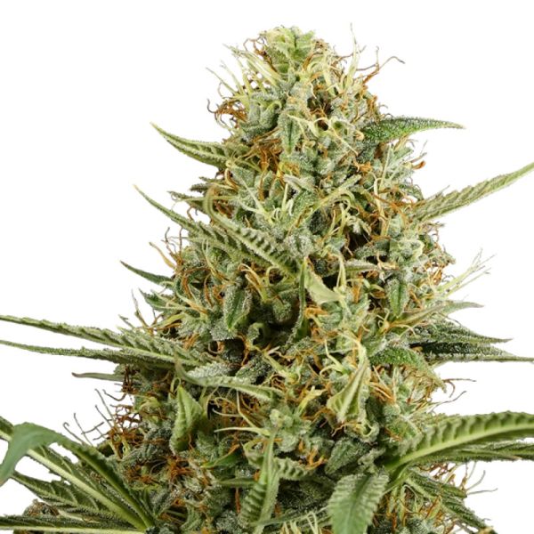 Hulkberry Auto Royal Queen Seeds
