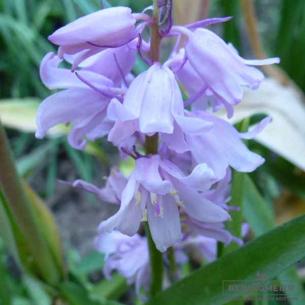 Hyacinthoides hispanica Blue Queen