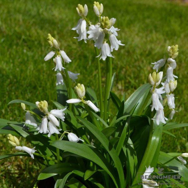 Hyacinthoides hispanica White City