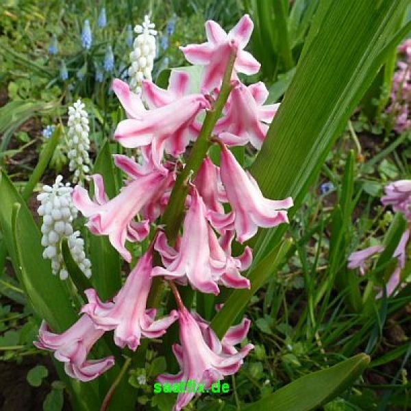 Hyacinthoides hispanica Rose Queen 2
