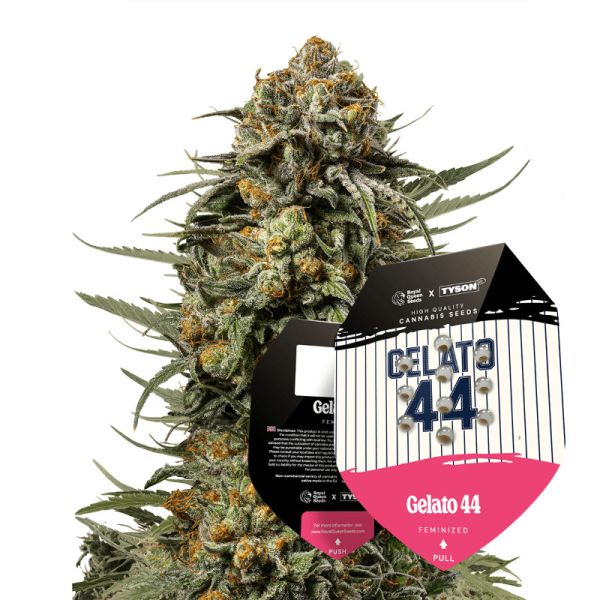 Gelato 44 Hybrid Cannabis Saatgut