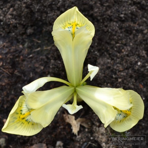 Iris Katharines Gold