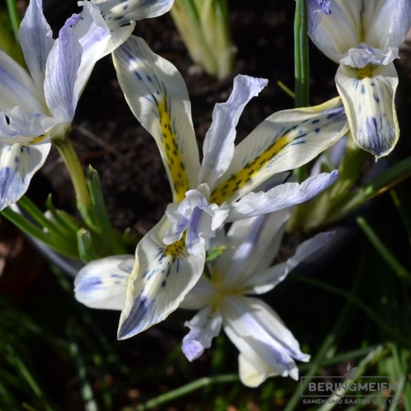 Iris reticulata Painted Lady