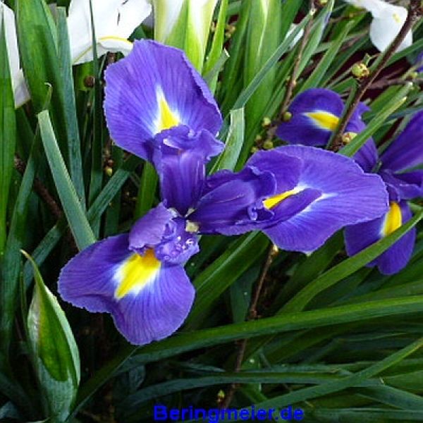 Iris hollandica Blue Magic