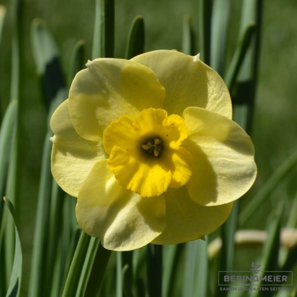 Jonquilla Narzissen Sun Disc 1