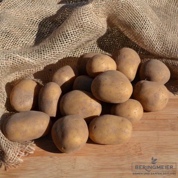 Pflanzkartoffeln Belana - zertifizierte Pflanzkartoffeln