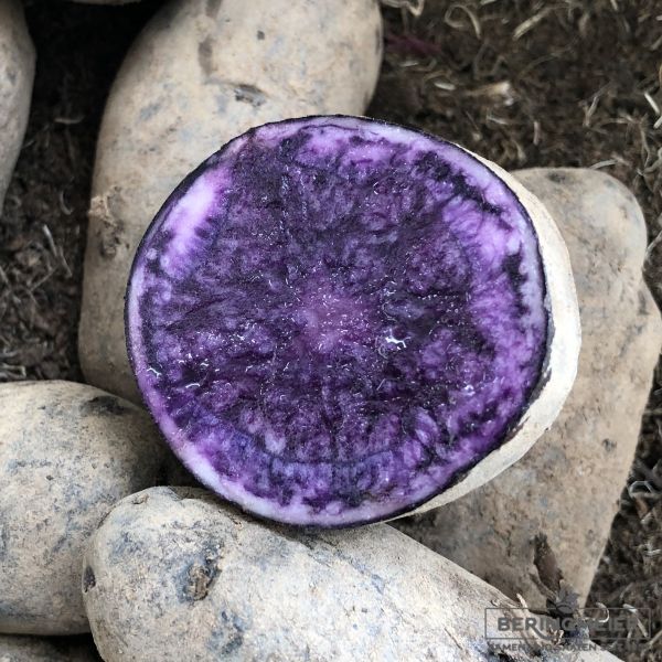 Pflanzkartoffeln Blauer Schwede 1