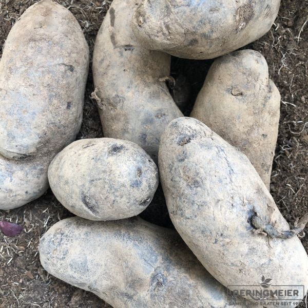 Pflanzkartoffeln Blauer Schwede 2