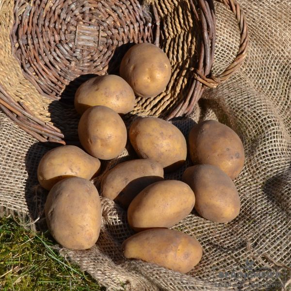 Pflanzkartoffeln Leyla - zertifizierte Pflanzkartoffel