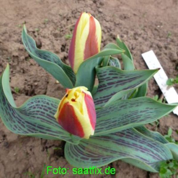 Kaufmanniana Tulpen Glück 1