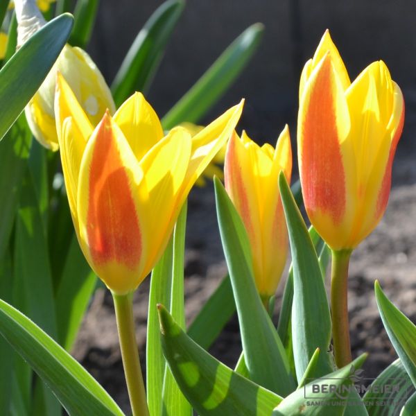 Kaufmanniana Tulpe Giuseppe Verdi 1