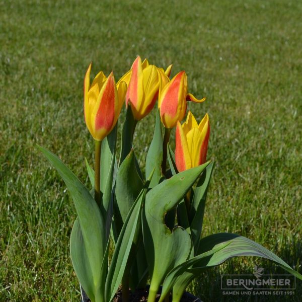 Kaufmanniana Tulpe Giuseppe Verdi 2