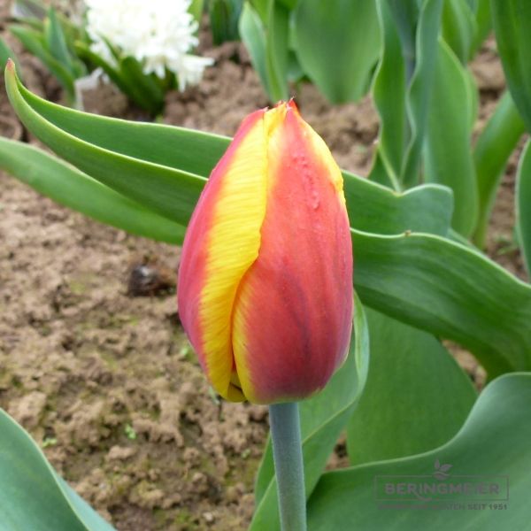 Kaufmanniana Tulpe Goudstuk 2