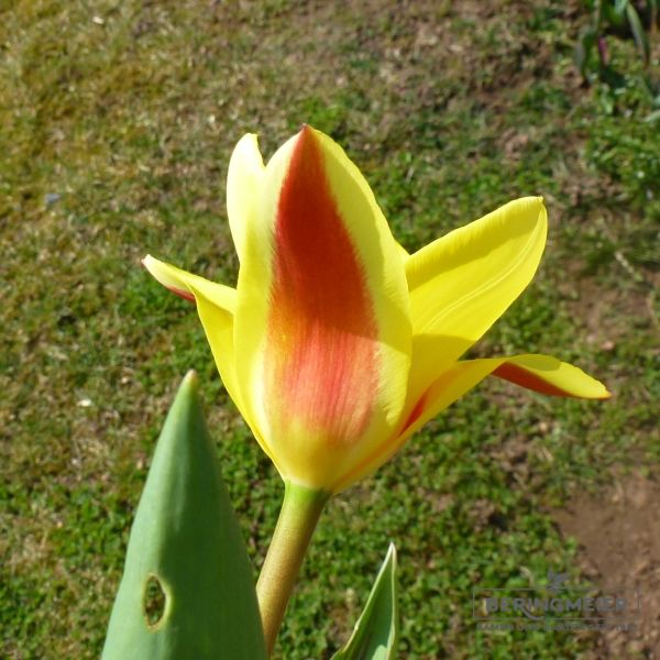 Kaufmanniana Tulpe Goudstuk 3