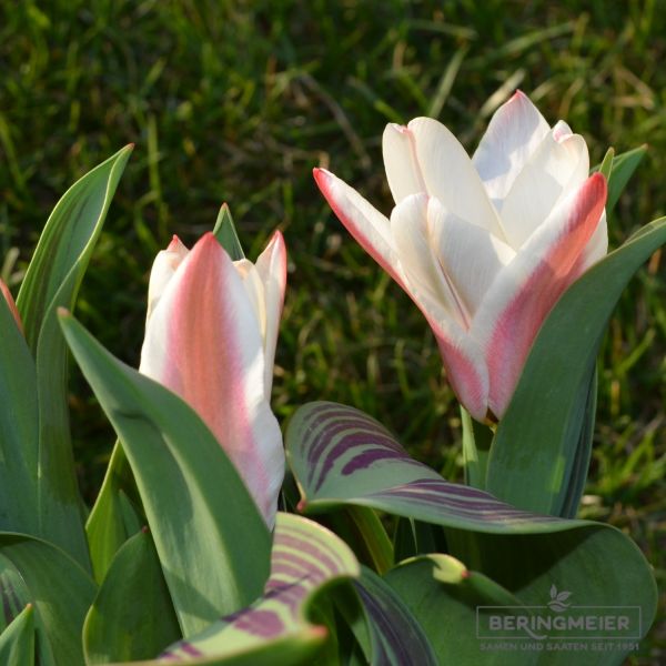 Kaufmanniana Tulpe Hearts Delight 1