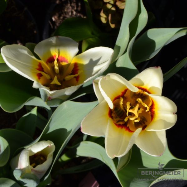 Kaufmanniana Tulpen Hope 3