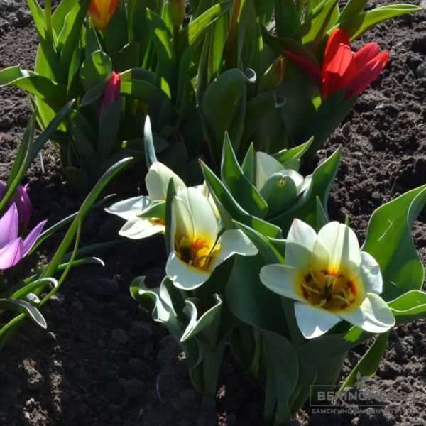 Kaufmanniana Tulpen Hope 5