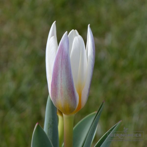 Kaufmanniana Tulpe Ice Stick 1
