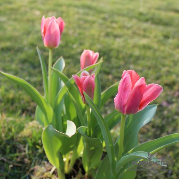 Kaufmanniana Tulpen Shakespeare 1