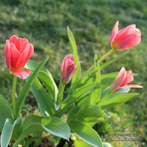 Kaufmanniana Tulpen Shakespeare 2