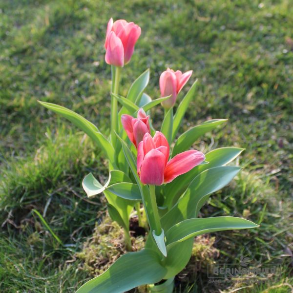Kaufmanniana Tulpen Shakespeare 3