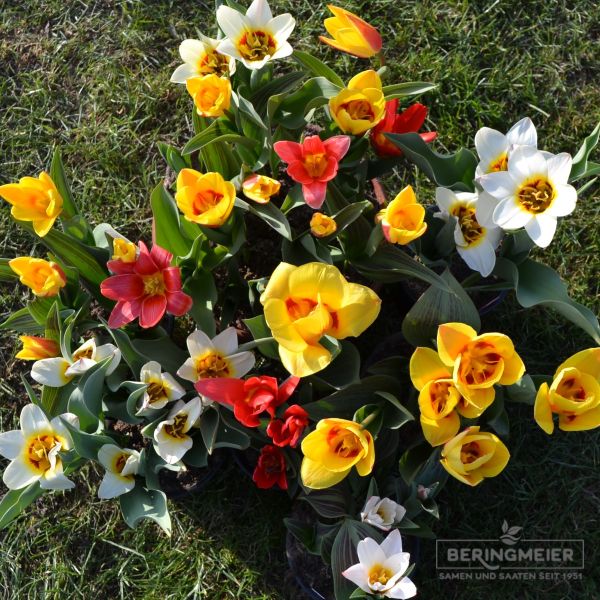Sortiment Kaufmanniana Tulpen 5 x 60 Stück