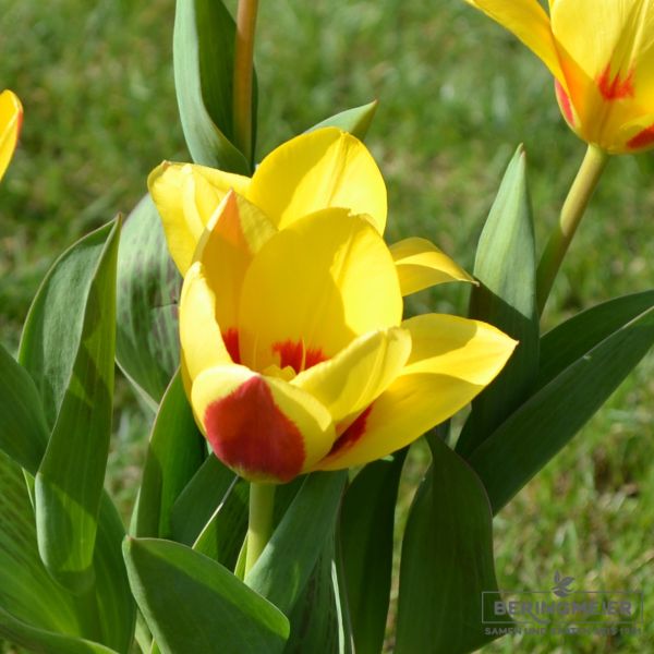 Kaufmanniana Tulpe Stresa 1
