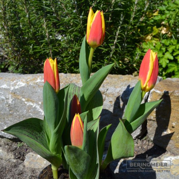 Kaufmanniana Tulpe Stresa 4