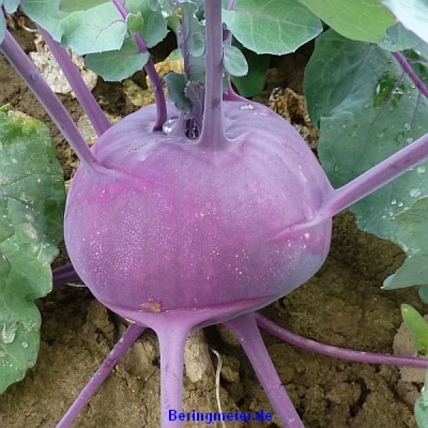 Kohlrabi Blaro, blau