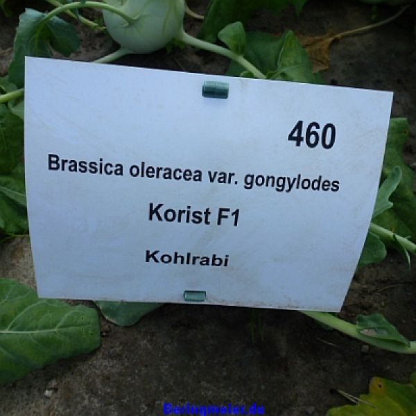 Kohlrabi Korist, weiß