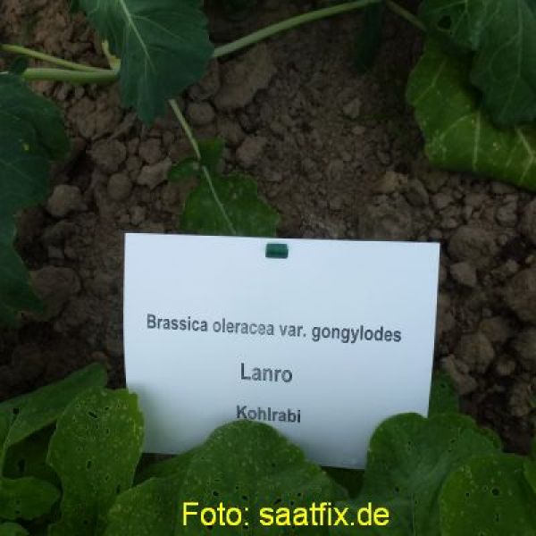 Kohlrabi Lanro, weiß