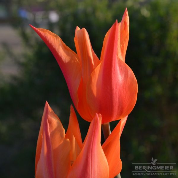 Lilienblütige Tulpe Ballerina 1