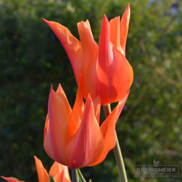 Lilienblütige Tulpe Ballerina 2