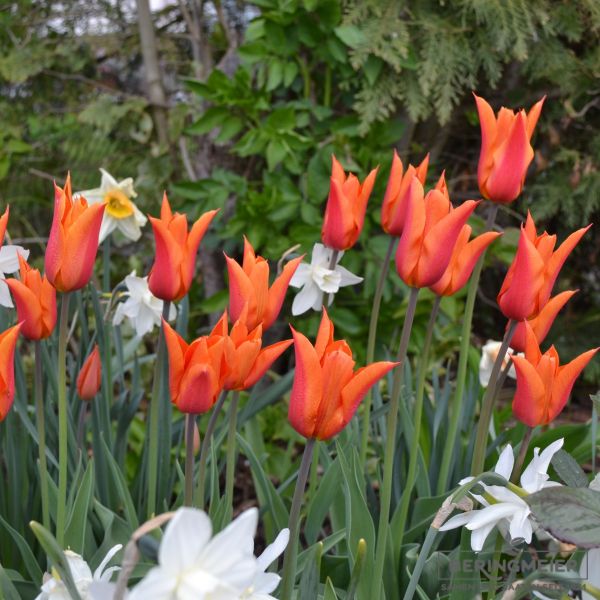 Lilienblütige Tulpe Ballerina 5