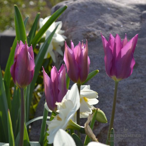 Lilienblütige Tulpe Burgundy 4