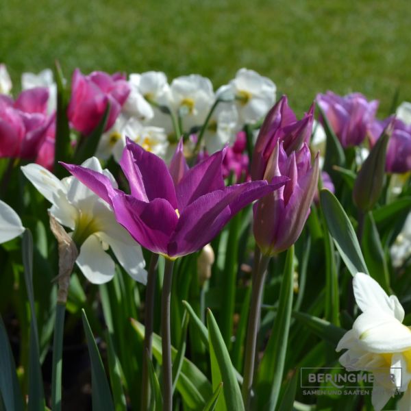 Lilienblütige Tulpe Burgundy 6