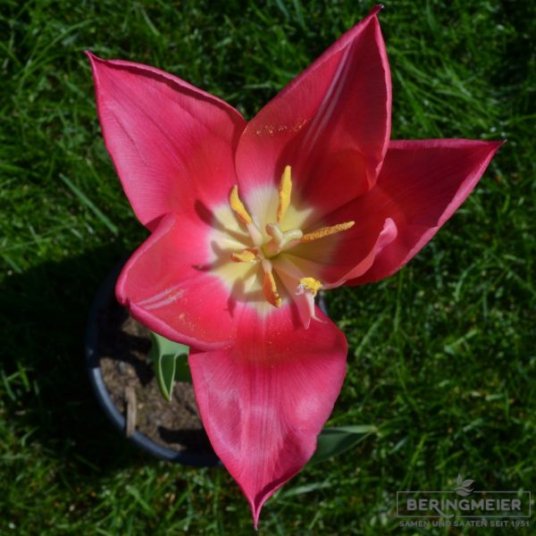 Lilienblütige Tulpe Mariette 3