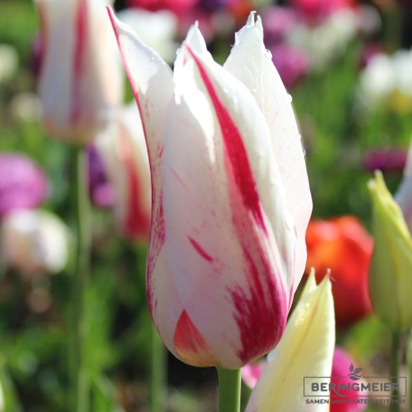 Lilienblütige Tulpen Marilyn 1