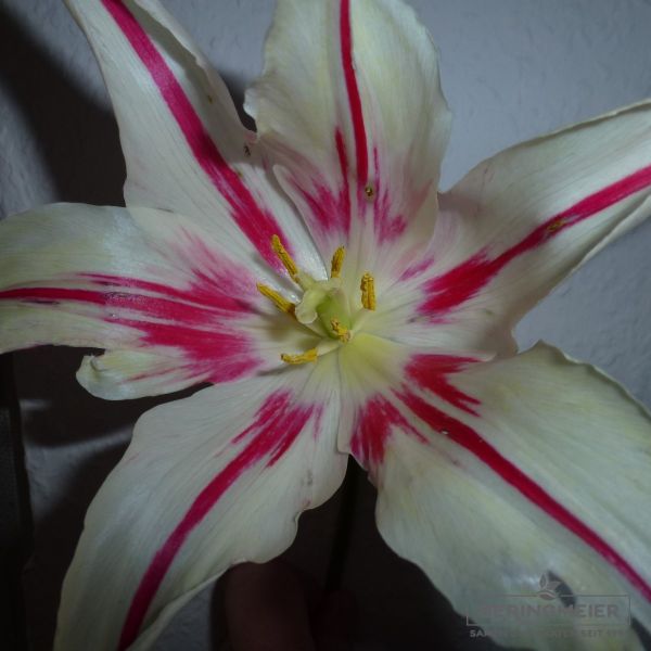 Lilienblütige Tulpen Marilyn 3