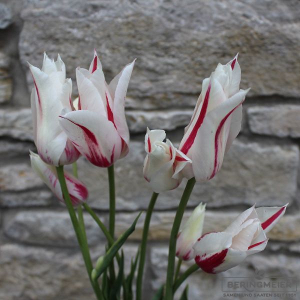 Lilienblütige Tulpen Marilyn 5