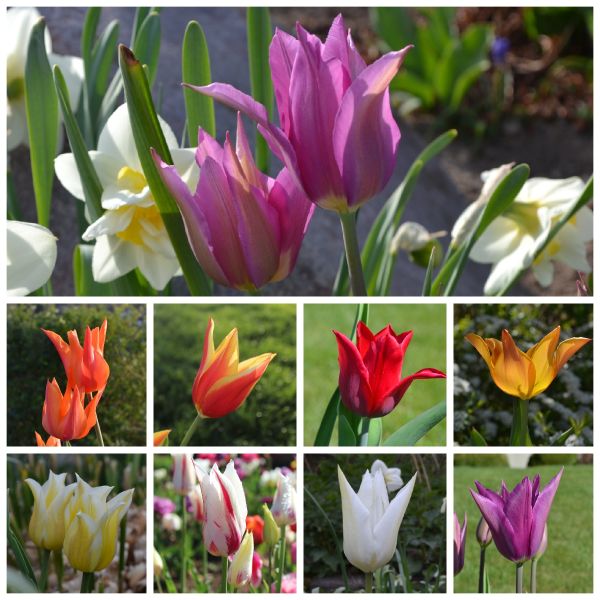 Lilienblütige Tulpen 1A Prachtmischung 1