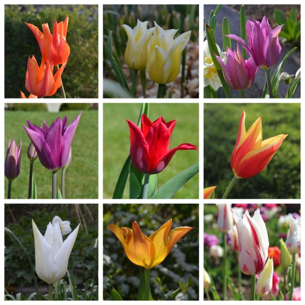 ABVERKAUF  Tulpen Mischung 250 Stück
