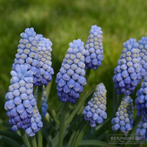 Muscari Traubenhyazinthe armeniacum Manon