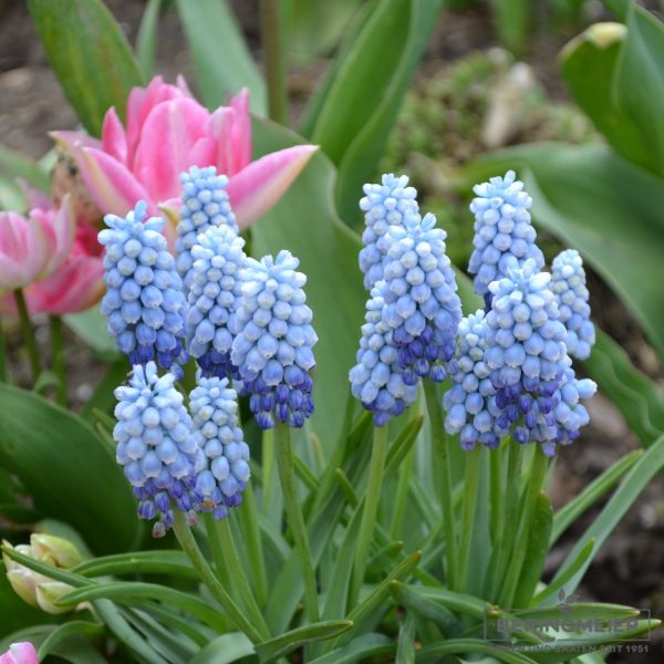 Muscari Traubenhyazinthe armeniacum Manon