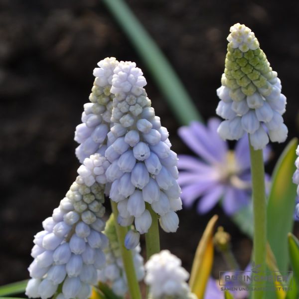 Muscari neglectum, Traubenhyazinthe Baby's Breath 1