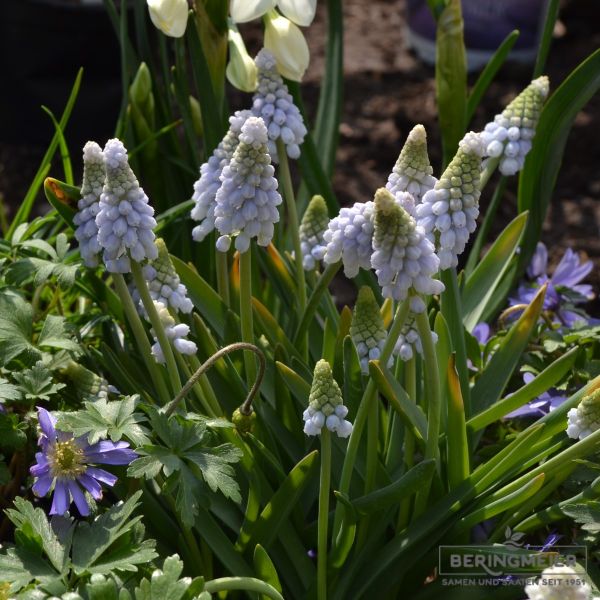 Muscari neglectum Traubenhyazinthe Baby's Breath 4