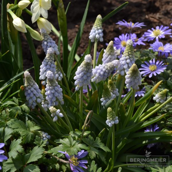 Muscari neglectum Traubenhyazinthe Baby's Breath 5